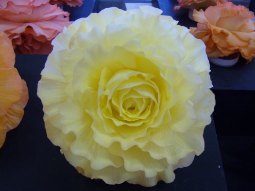 B. ‘Johns Gold’
